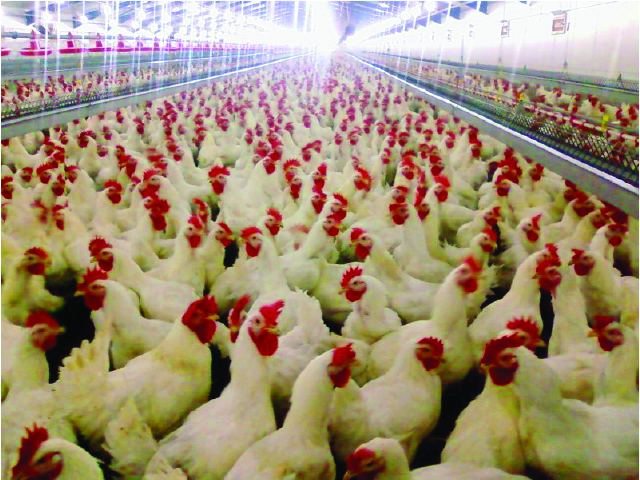 Poultry International Council explained: Consumers' access to healthy food is vital