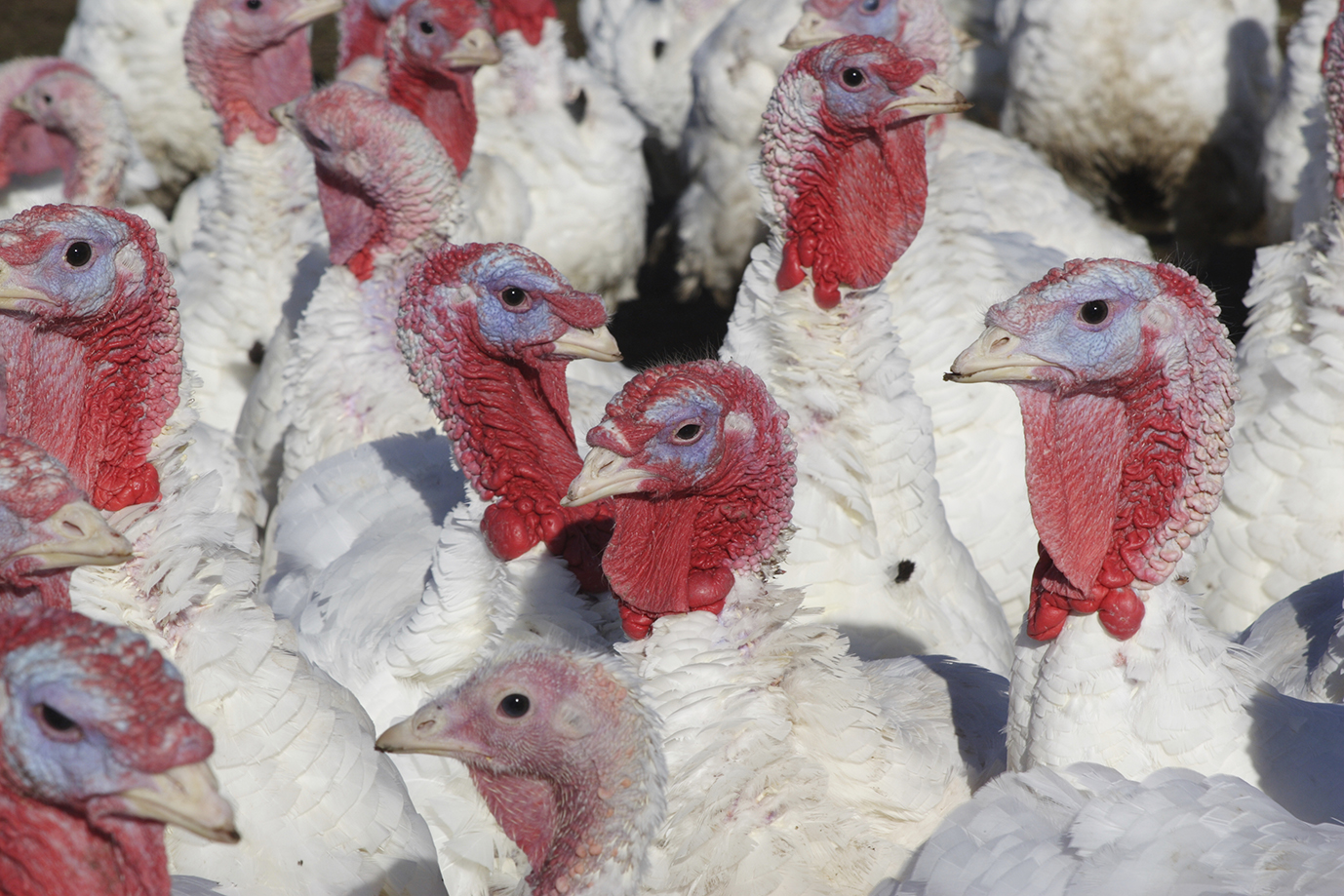 Year-End Figures in Turkey Meat Production Near Last Year