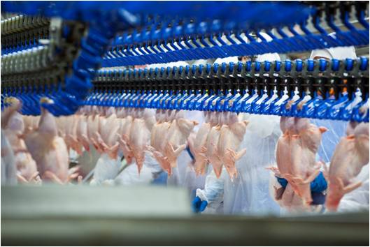 People's Republic of China Opens Doors to Turkey Poultry Meat Sector