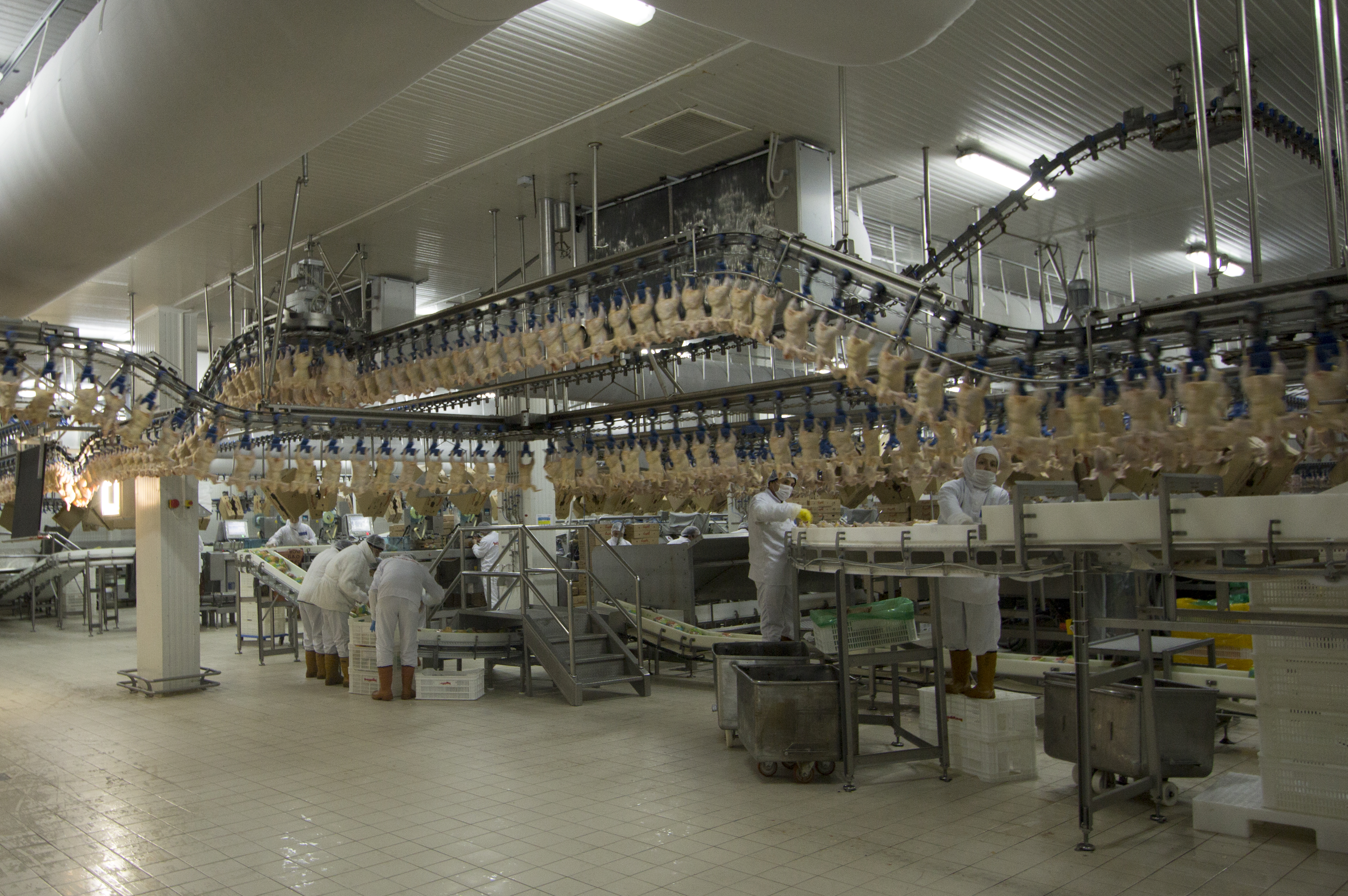 The Misconceptions of Consumers in Poultry Poultry Production